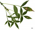 SpeciesSub: subsp. syriaca SpeciesSub: subsp. syriaca